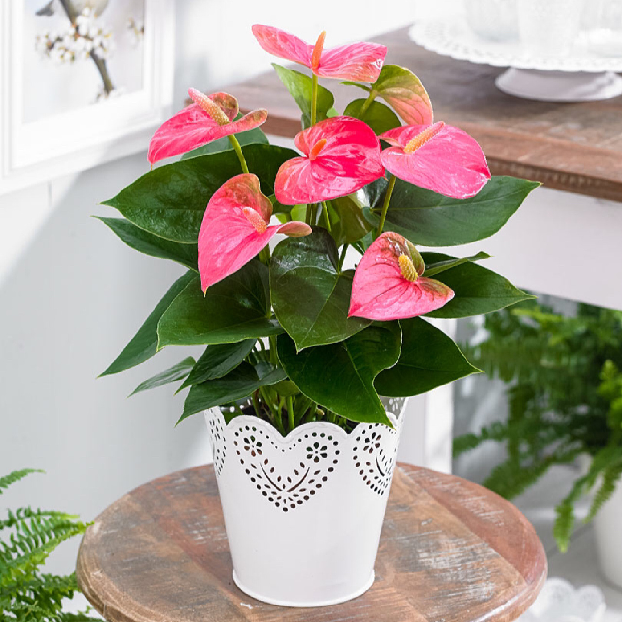 每天认识一种绿植:"粉红佳人"粉掌 91名称:粉掌 00别名:粉冠军