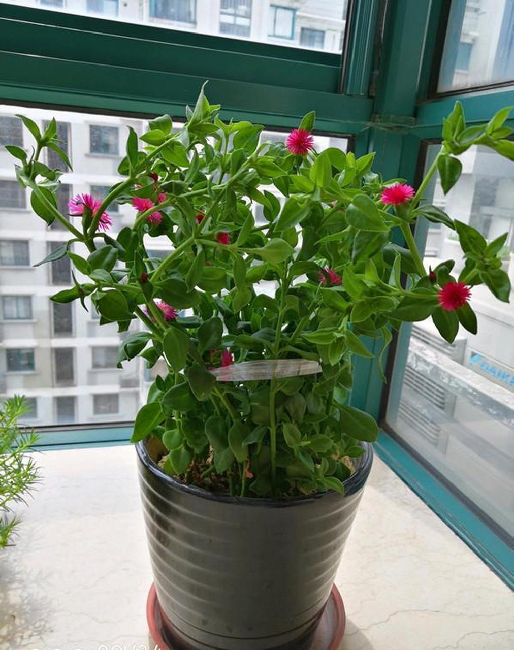 心叶日中花,别名牡丹吊兰,番杏科多年生常绿草本植物,株高只有30cm
