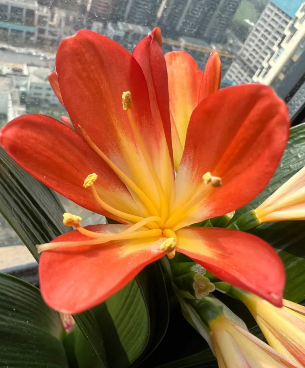 室内养殖君子兰(peace lily)是一种受欢迎的室内植物,它具有美丽的深