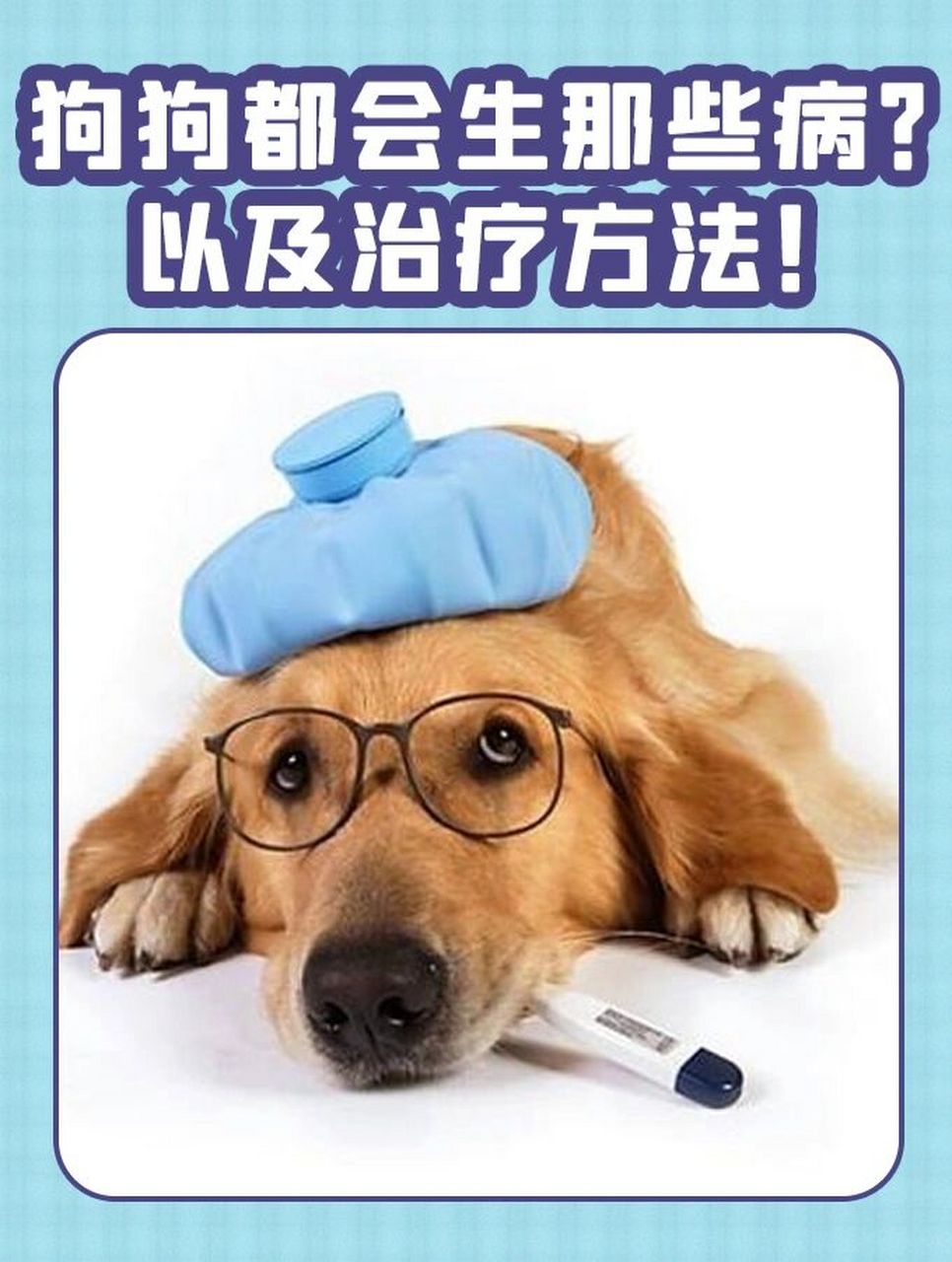 犬瘟热的治疗方法图片