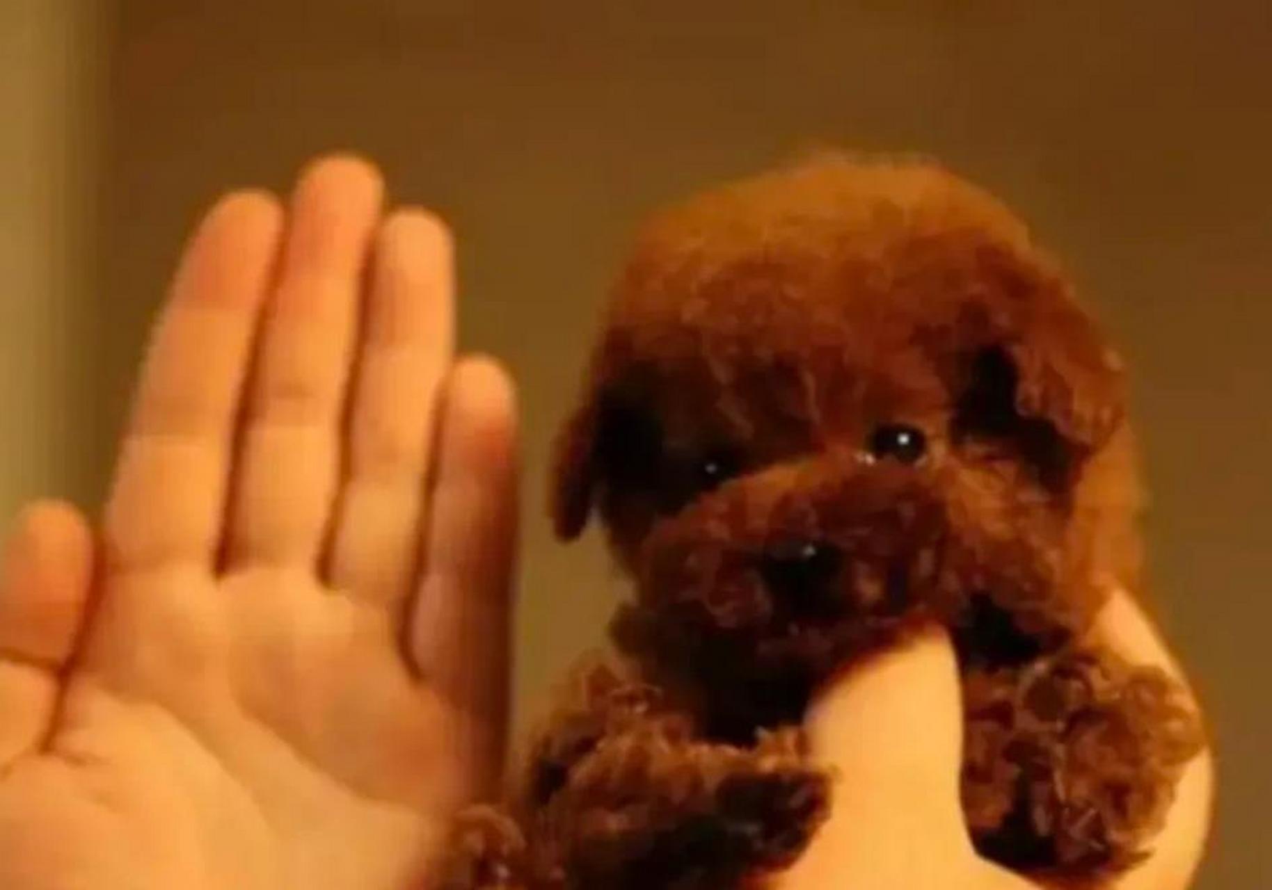 一8岁男孩逗玩女子的茶杯犬,不慎把它掉在地上,造成茶杯犬当场死亡