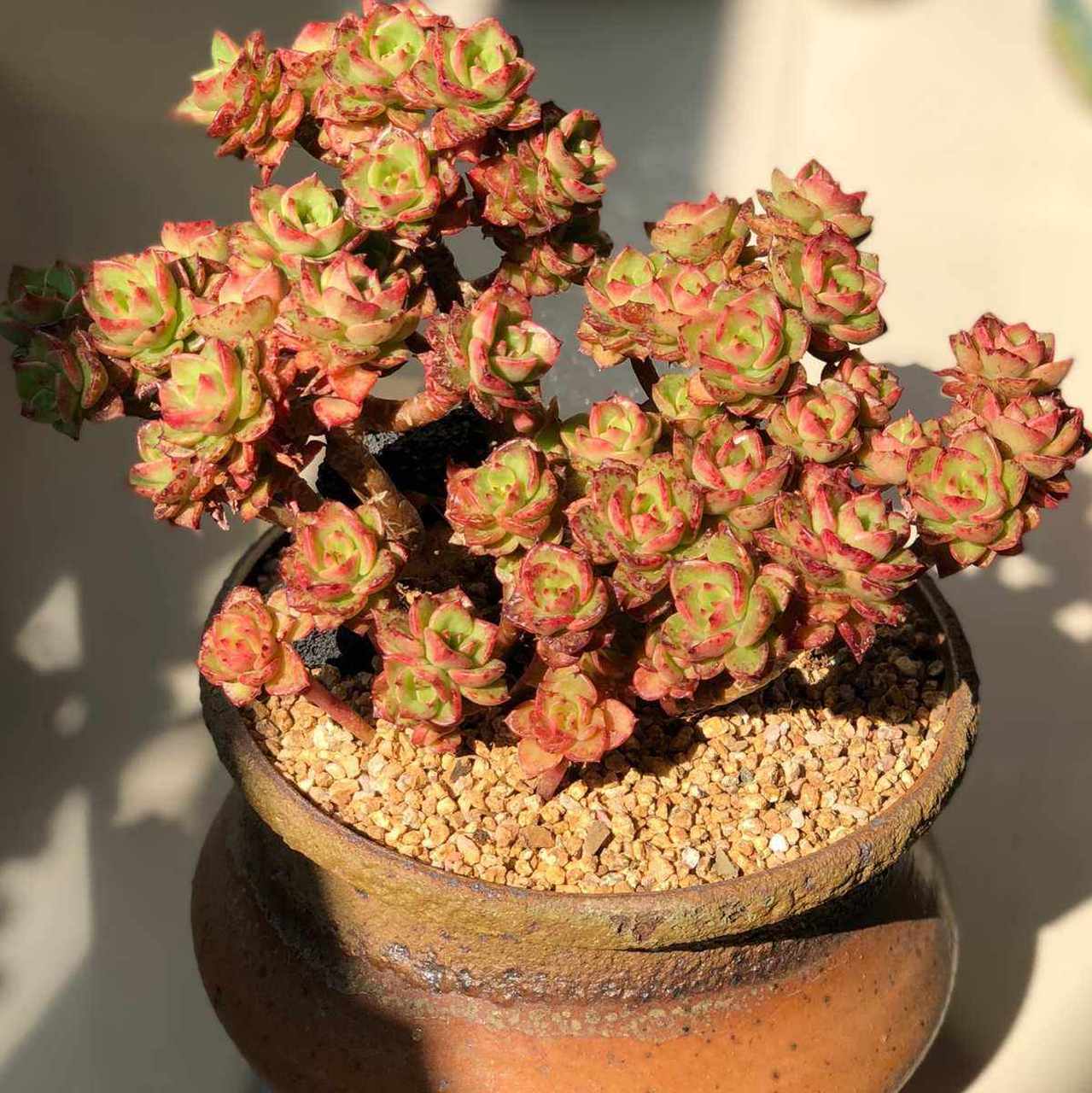 多肉初认识——蜡牡丹 蜡牡丹是暑天科拟石莲花属 它喜温暖,干燥和