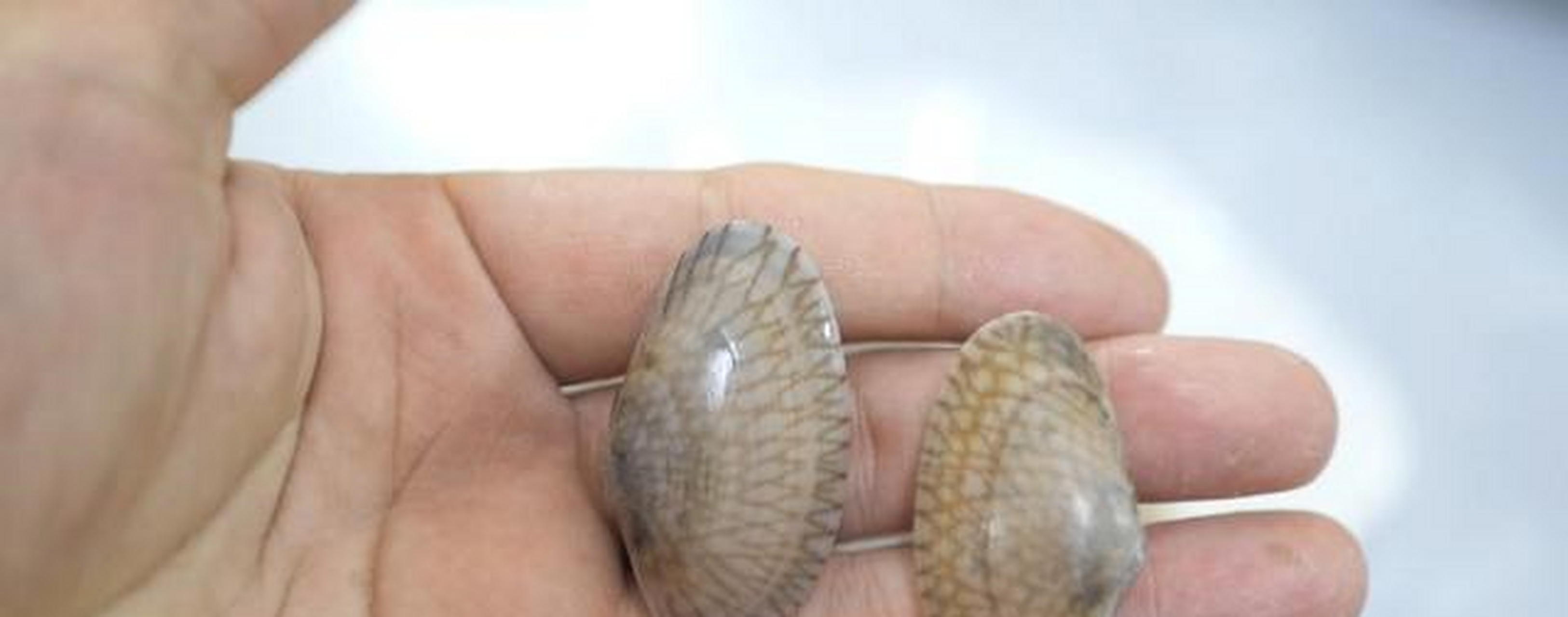 花蛤不叫花蛤,而是叫花甲,花蛤的学名又叫作菲律宾帘蛤,菲律宾蛤仔