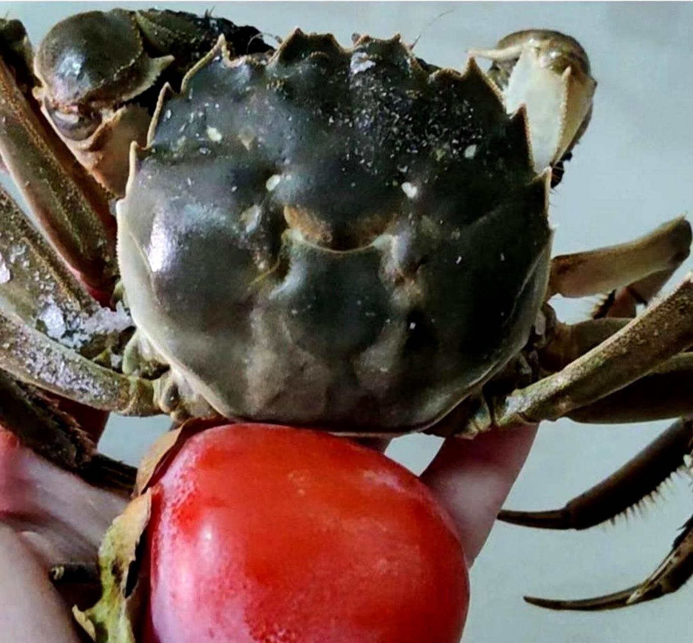 希望今晚的清蒸螃蟹和柿子能帮我减肥成功.