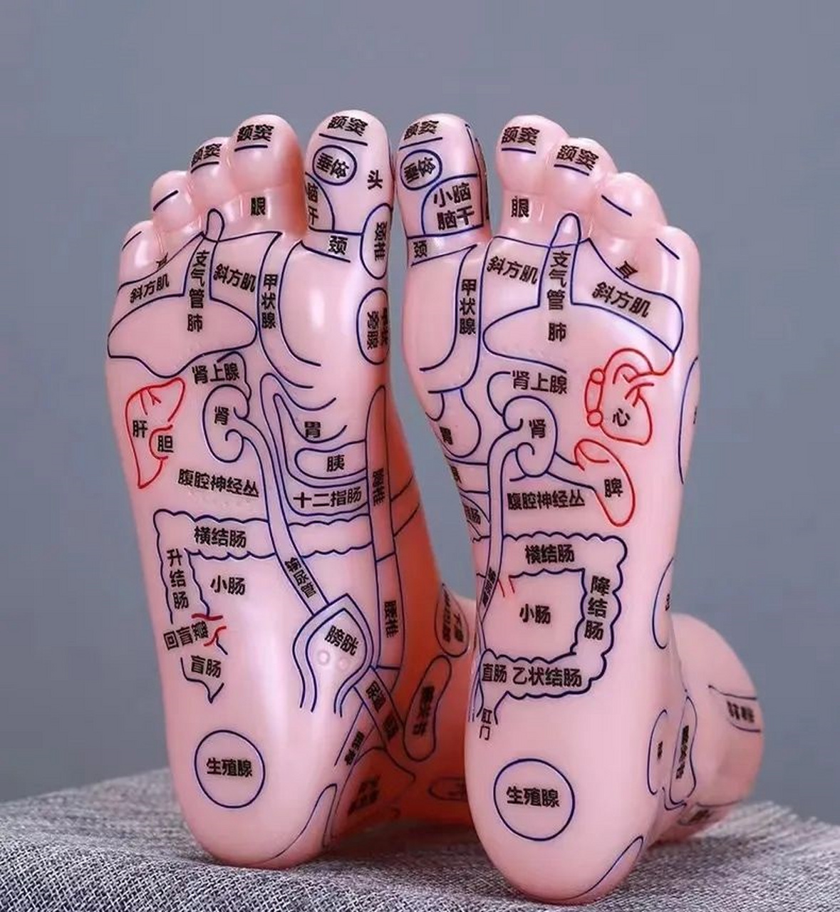 身体收获的好处看得见  脚是我们的第二心脏,经常按摩脚底板,对改善