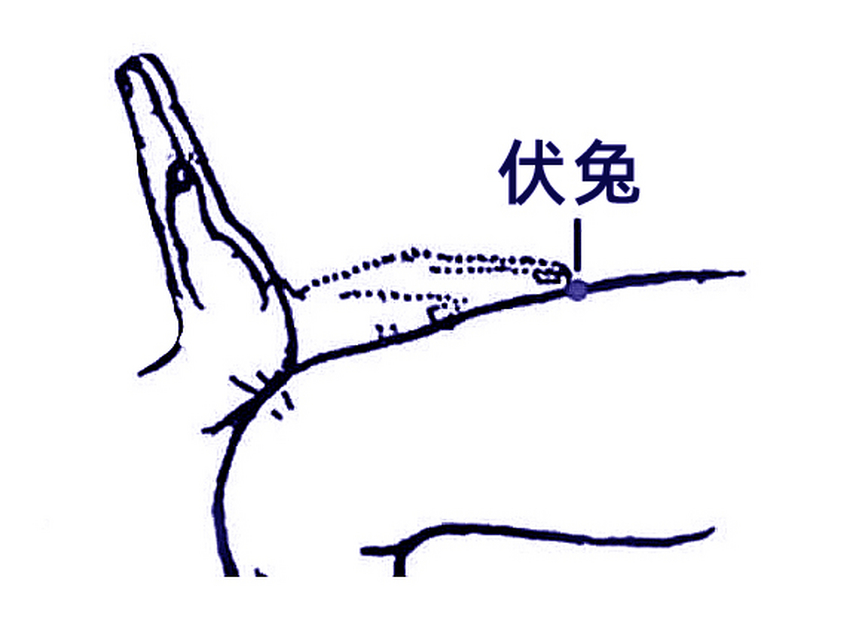 推荐一个缓解腰腿疼痛的#中医穴位# ——伏兔穴 伏兔穴位于大腿上,是