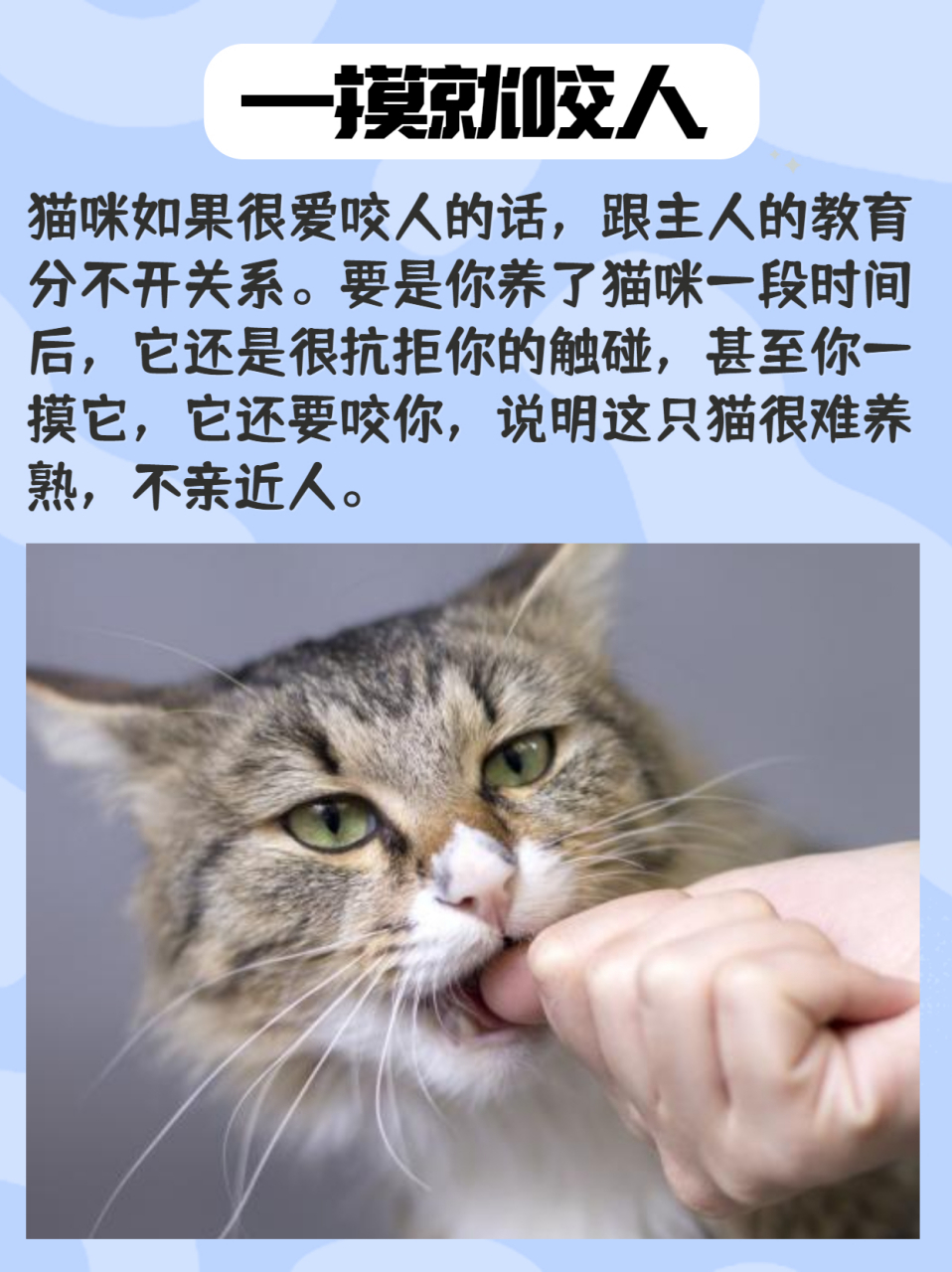 猫咪养不熟的特征