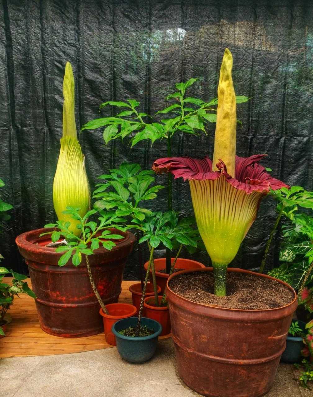 国家植物园热带温室的稀有植物巨魔芋这两天开花了