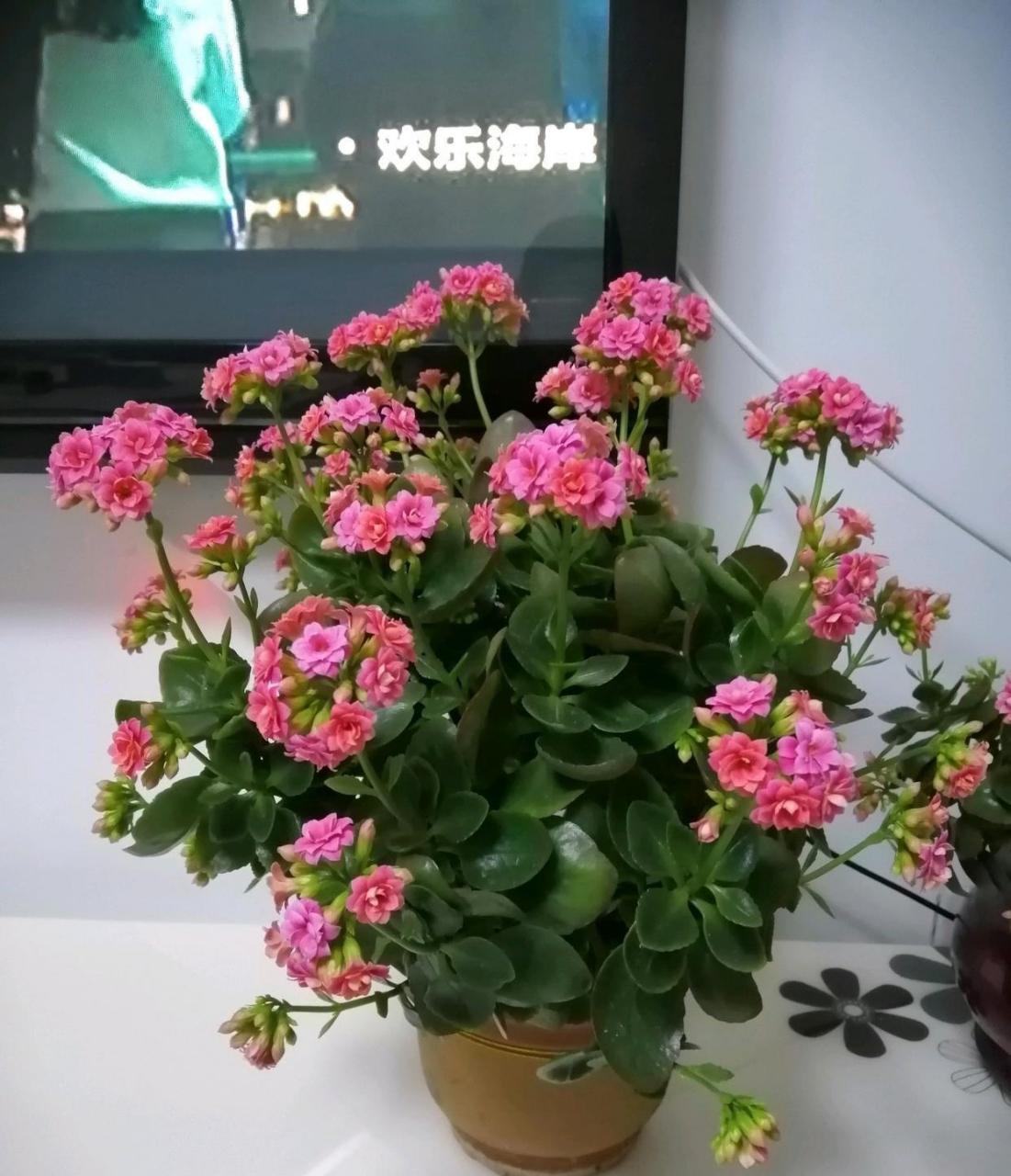 北阳台,封闭阳台也能养的花——长寿花"依恋粉",非常耐阴,对光照要求