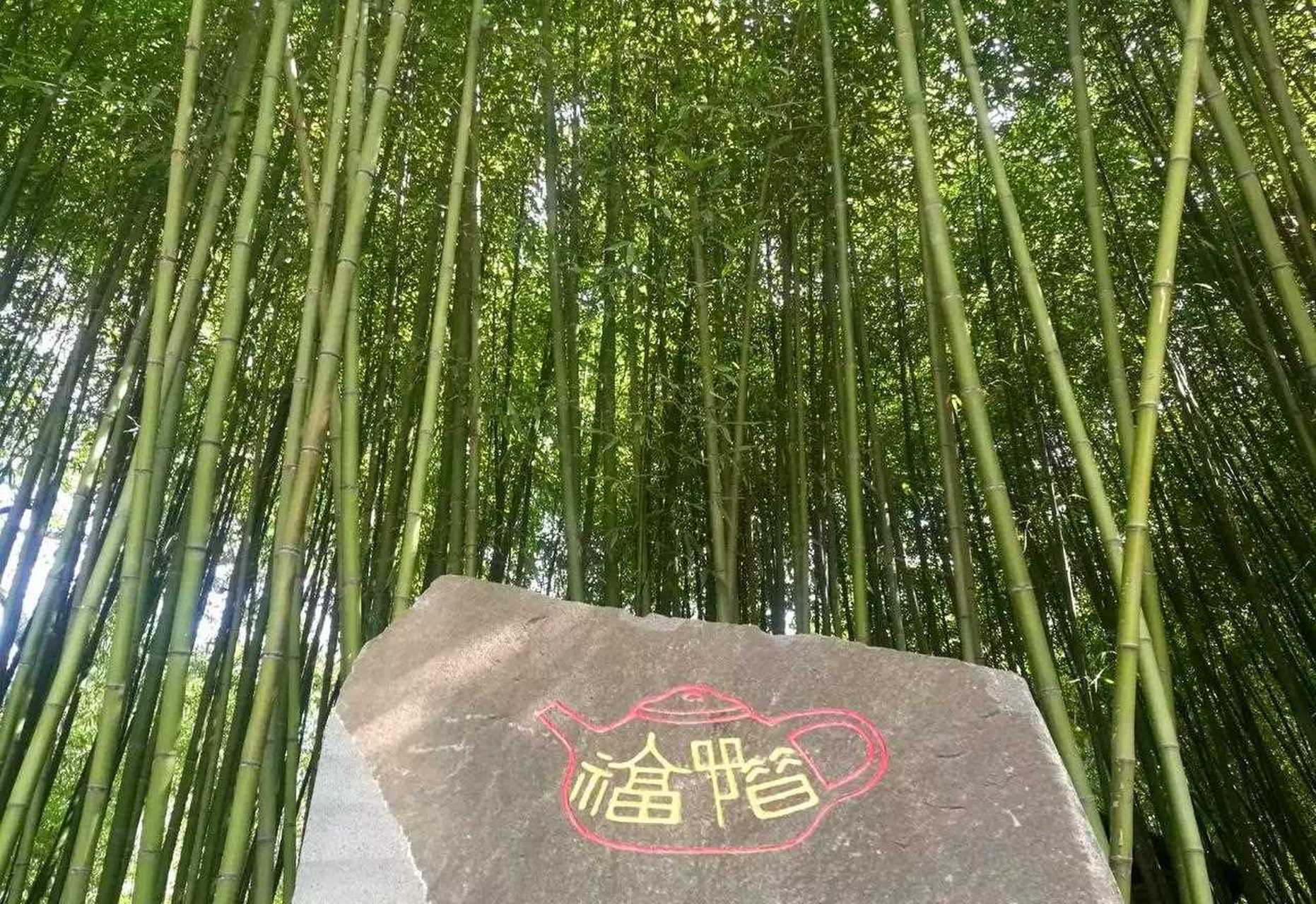 茂林,修竹, 養性,靜心. 換個角度看沂南竹泉村. (圖片為原創)