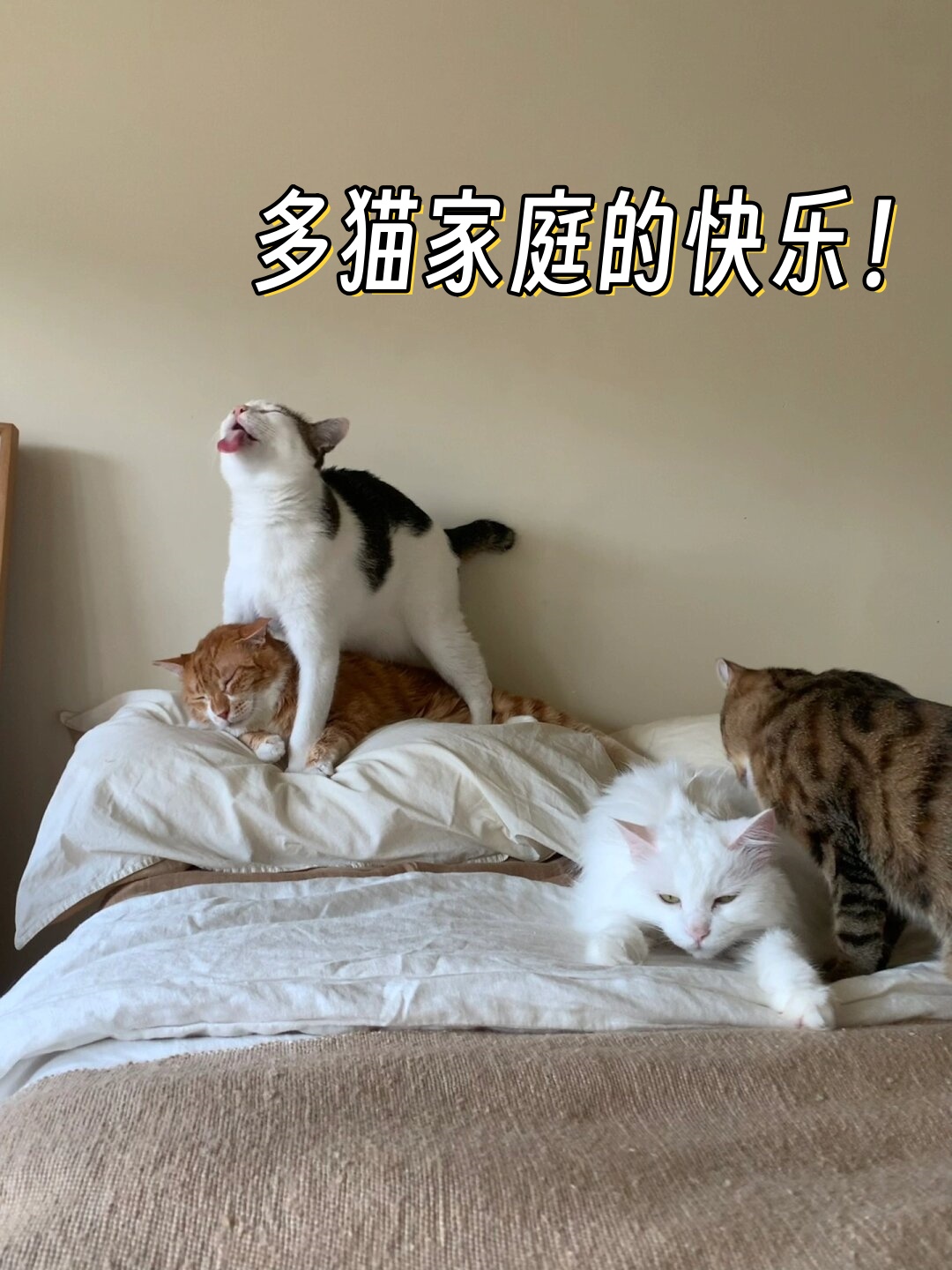 一个拥有5只猫的大家庭,快乐总是加倍的!