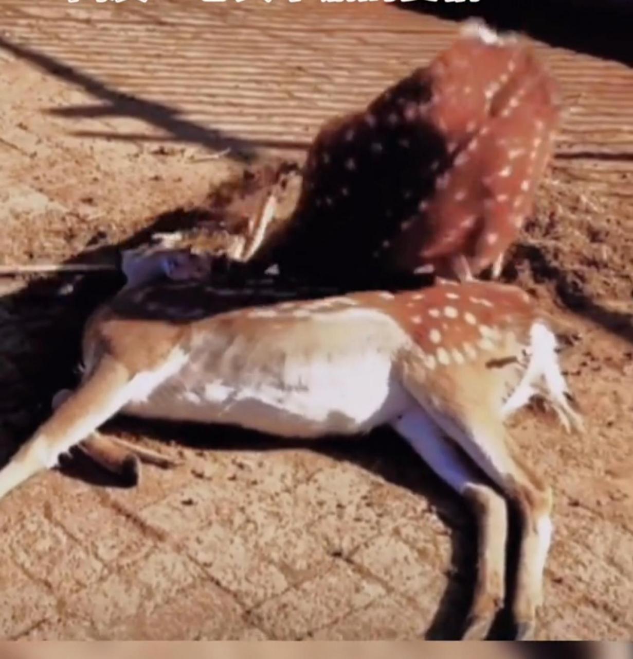 被这个公鹿殉情的行为感动了 一只母鹿奄奄一息,生命垂危 一只公鹿用