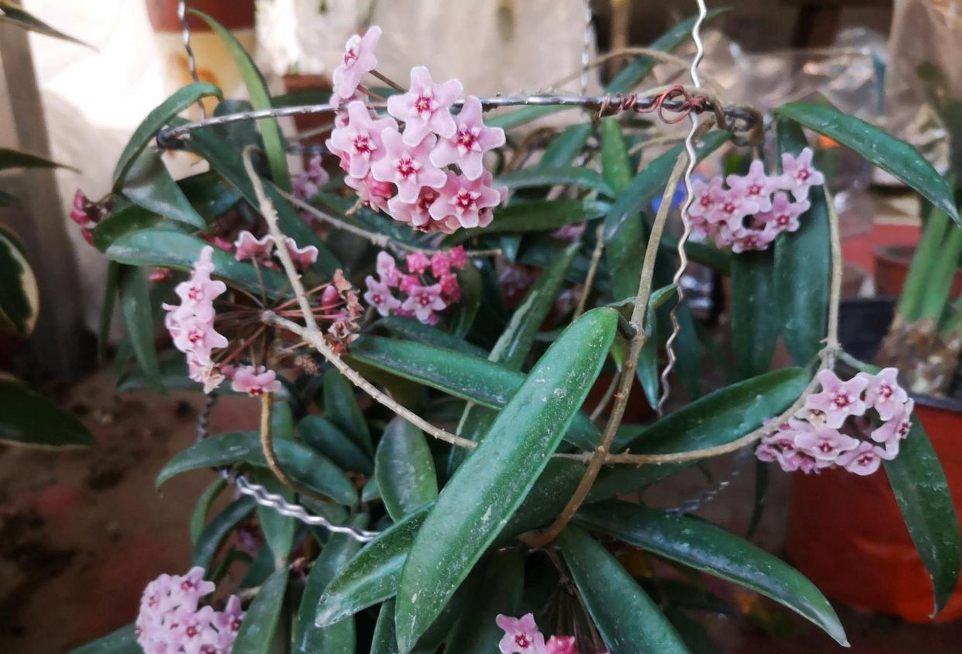 球兰欣赏——迷你贝尔,这是垂吊植物界的天花板了吧?