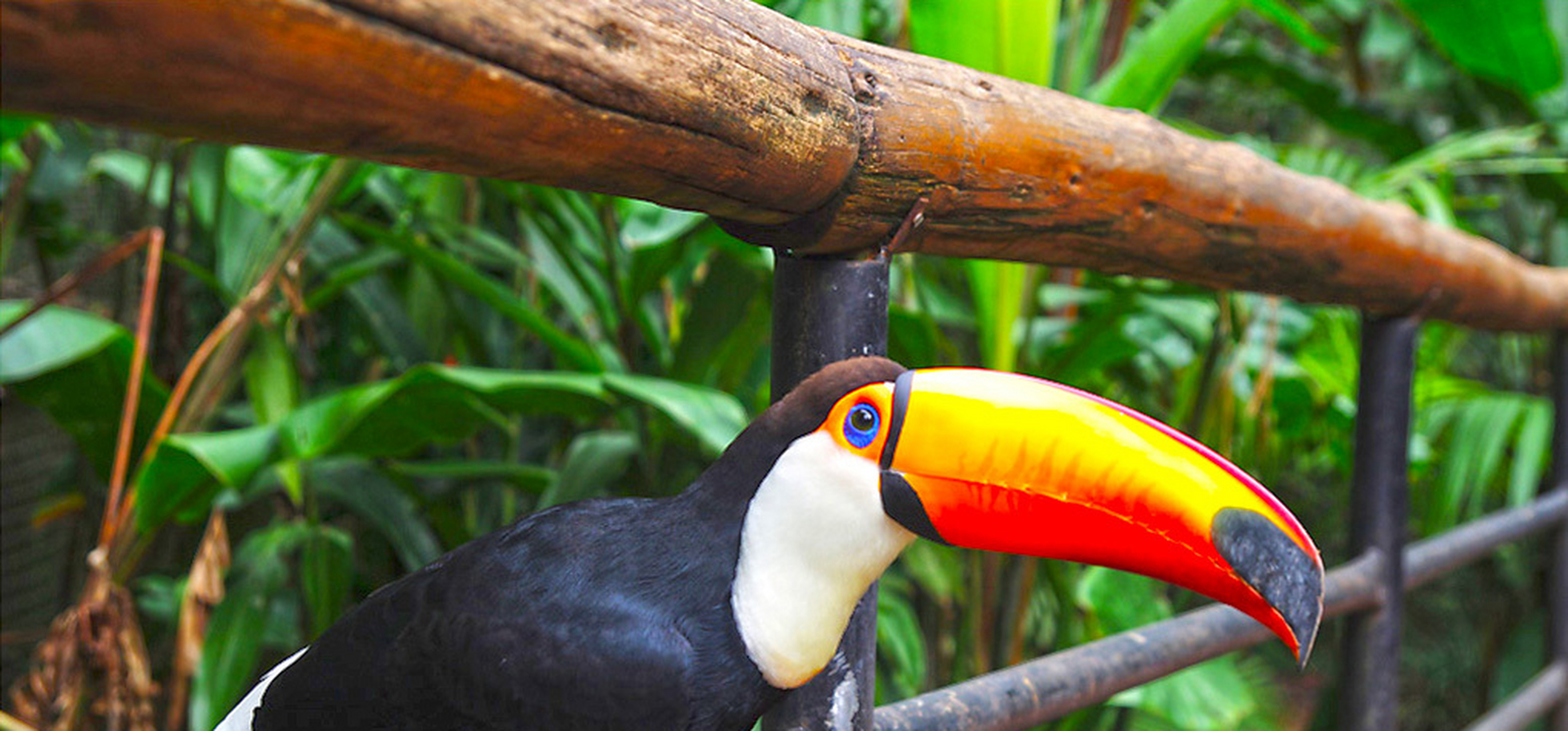 一部关于巴西鸟类题材的动画片《里约大冒险》(rio)风靡全球,片中形形