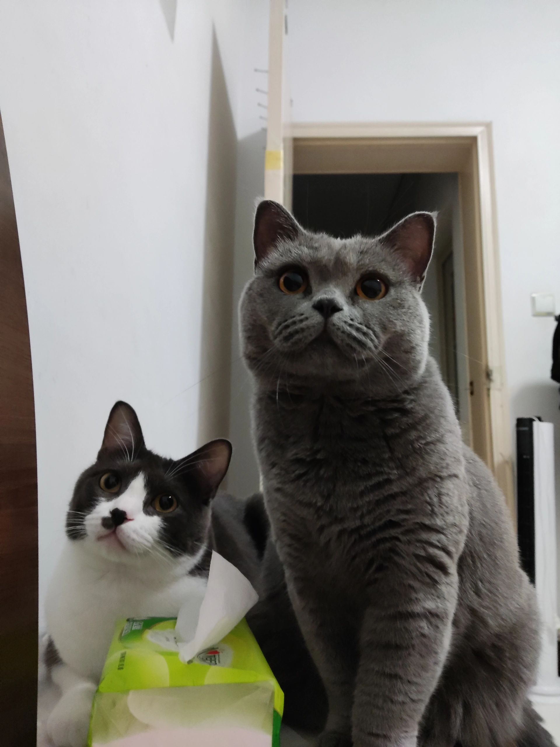 家里有两只猫一只蓝猫一只奶牛所以胡子有两种颜色