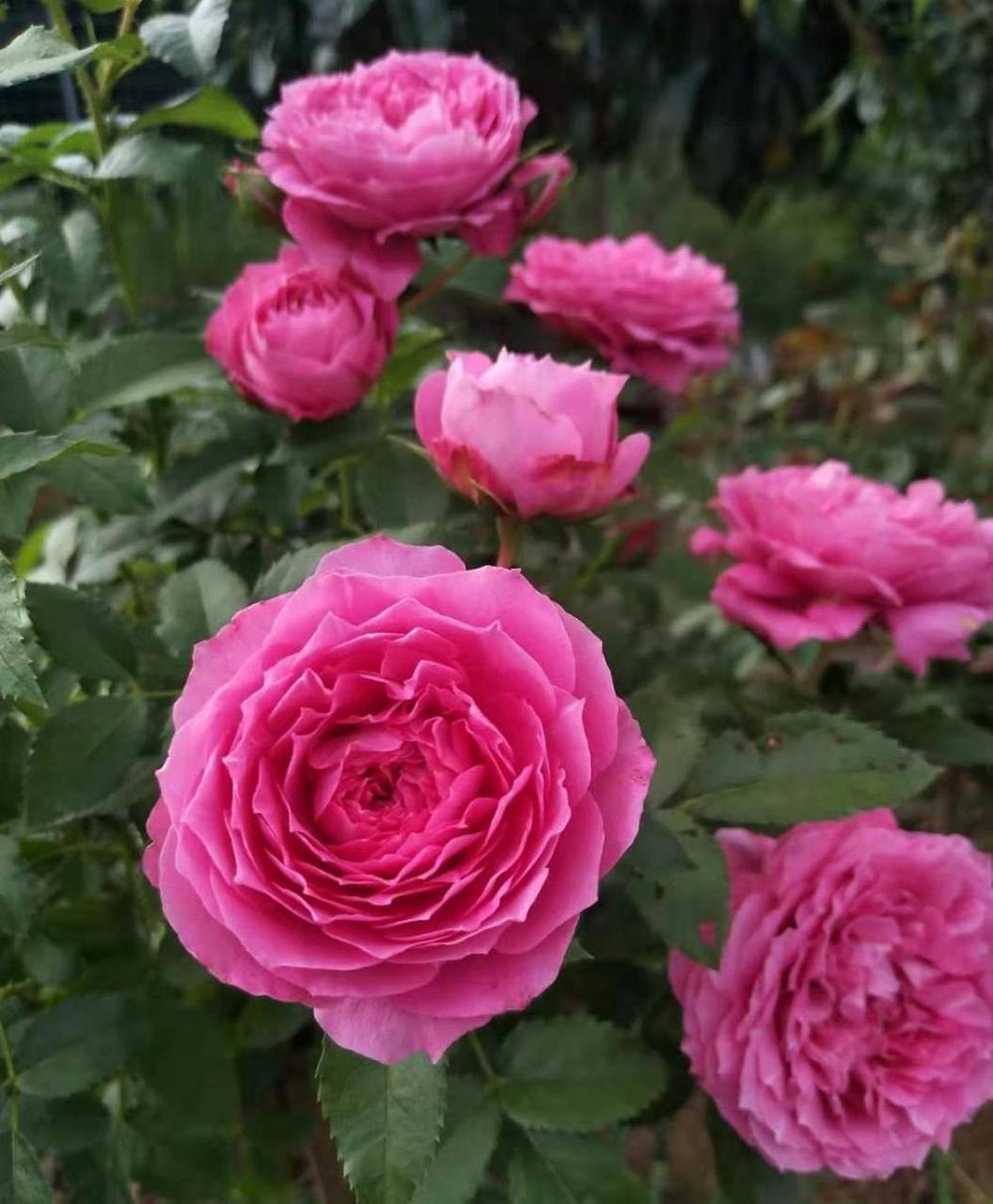 大花微型月季"双子座阳台",被花友称为天方夜谭 海神王阳台的"结合"