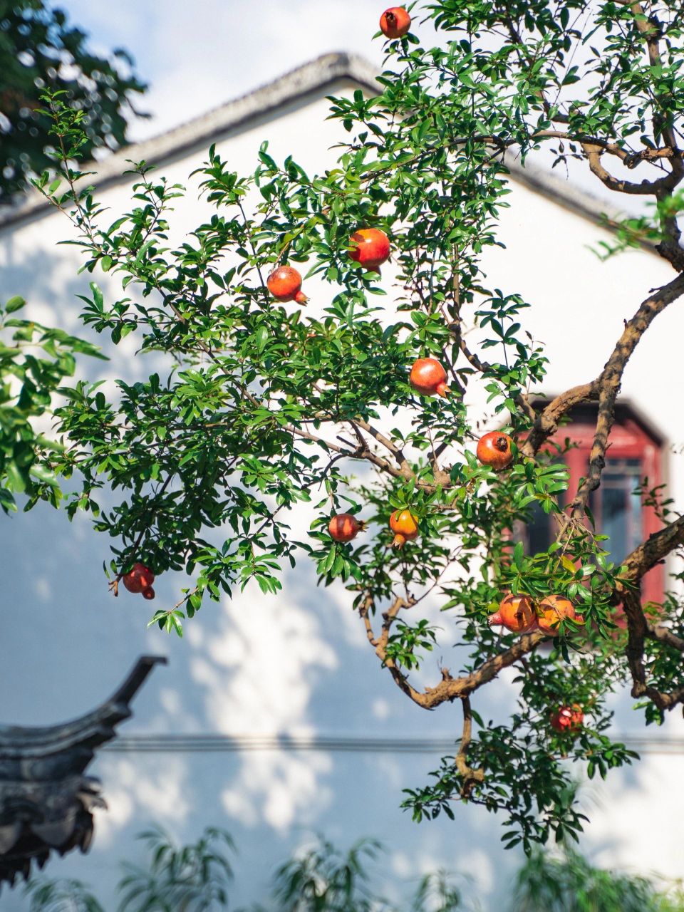 秋日限定丨苏州怡园的石榴树