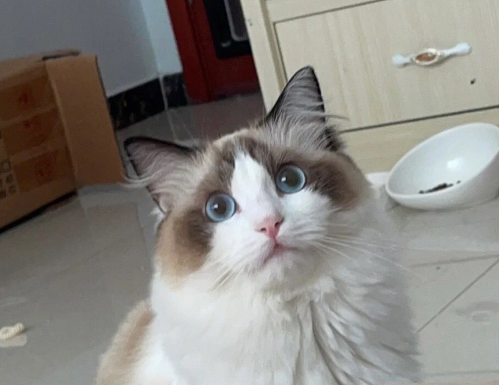 难道眼睛不蓝,就不是布偶猫了吗? #搞笑萌宠