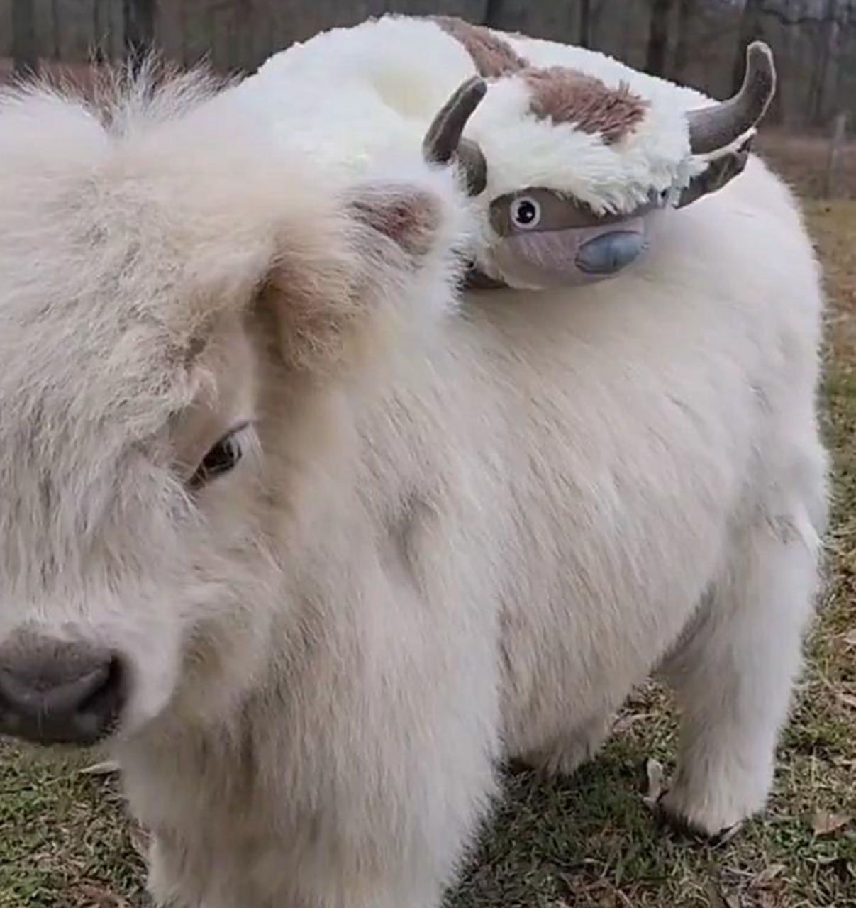 这是宠物牛吗?看着还挺可爱的