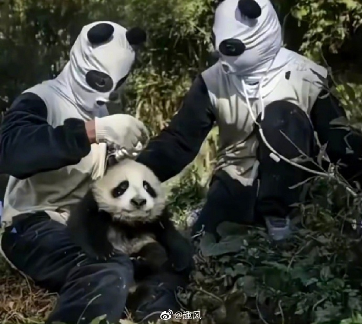 熊猫:这是什么物种??谁来救救我.哈哈哈 #恶搞搞笑#  #趣图分享#