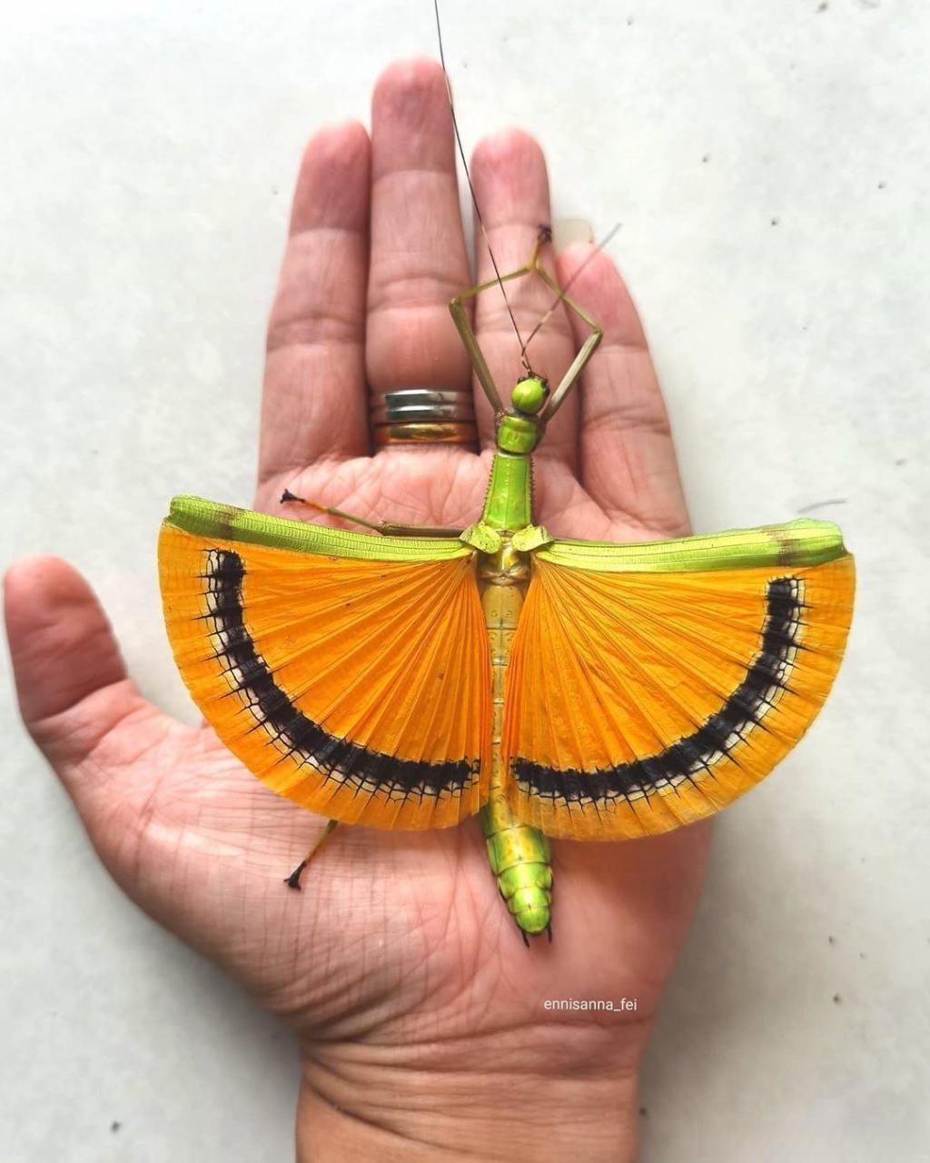 一只黄伞竹节虫