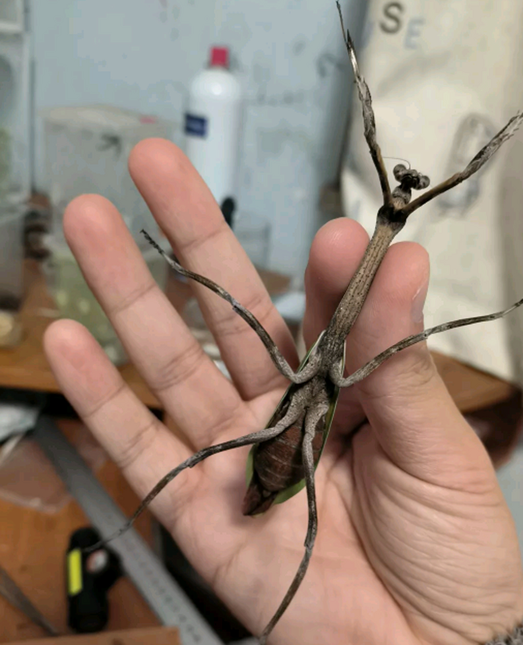 一个螳螂跑到家里来了,怎么是灰色的,不是绿色的吗?