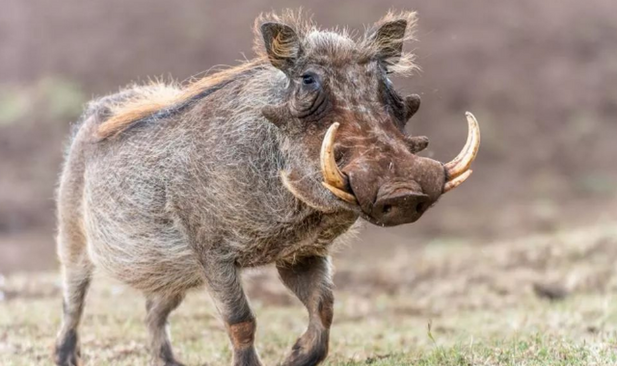 世界上最丑的动物,丑哭了 疣猪 疣猪是野猪一类,全身都是黑色长着稀疏