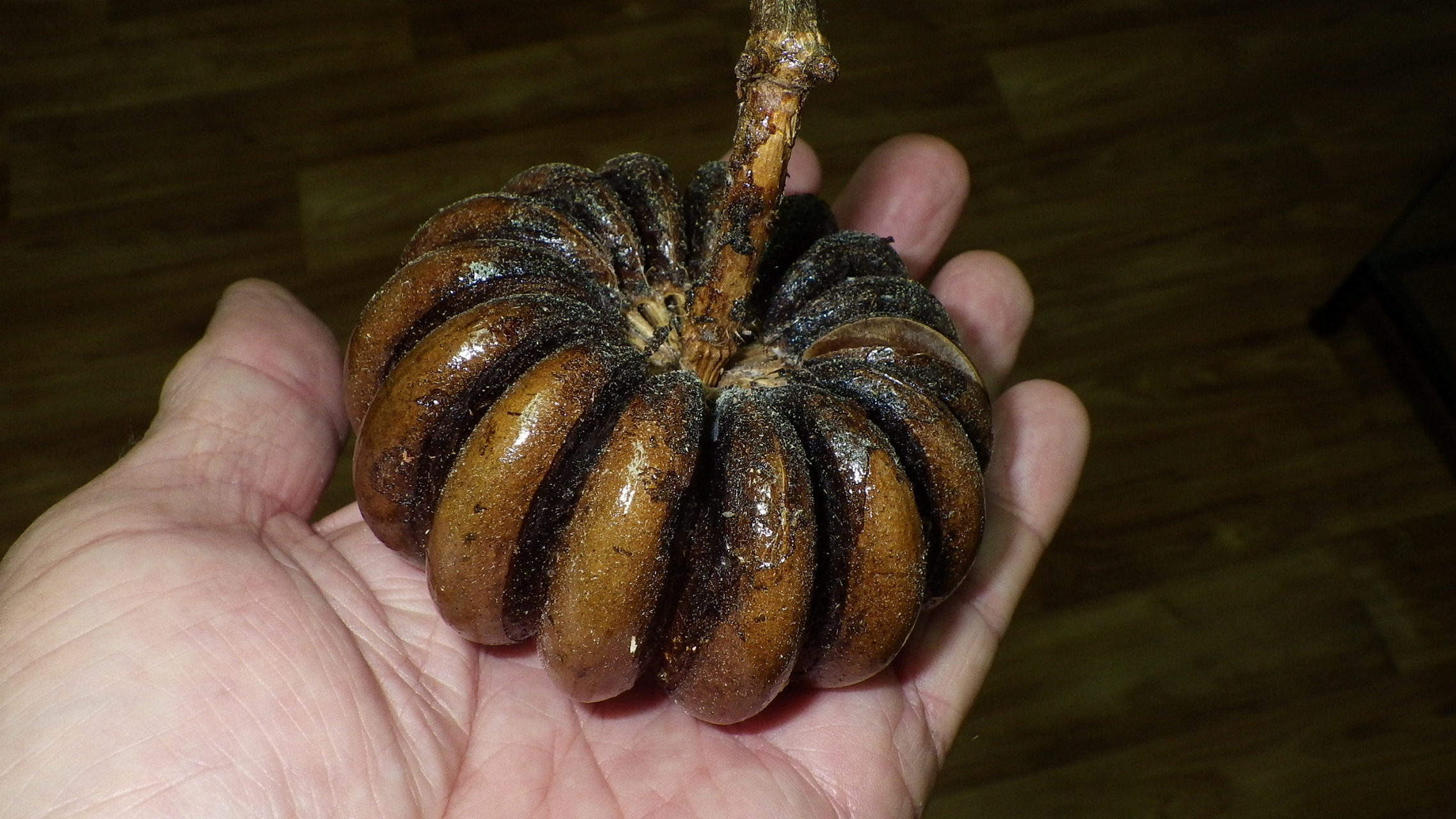 这种长得有点像木棉的树,它们的果实成熟时,会伴随着巨大的声响爆炸