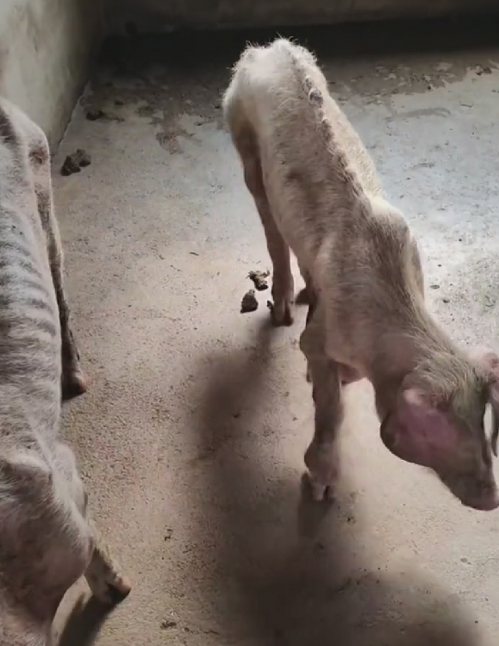 是怎么做到的,把猪养的骨瘦如柴呢!