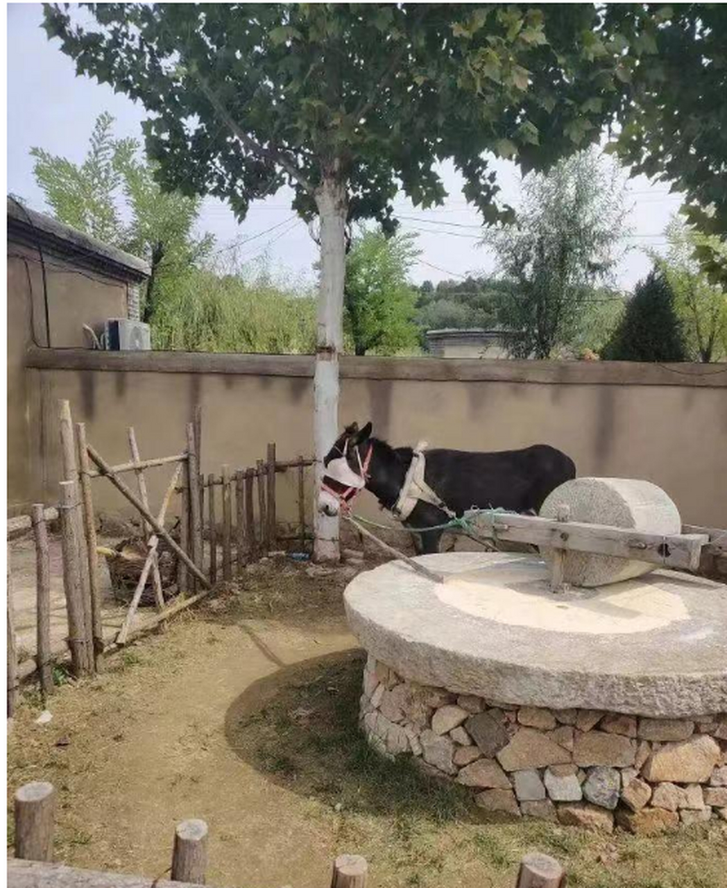有谁知道为啥给驴戴个眼罩啊