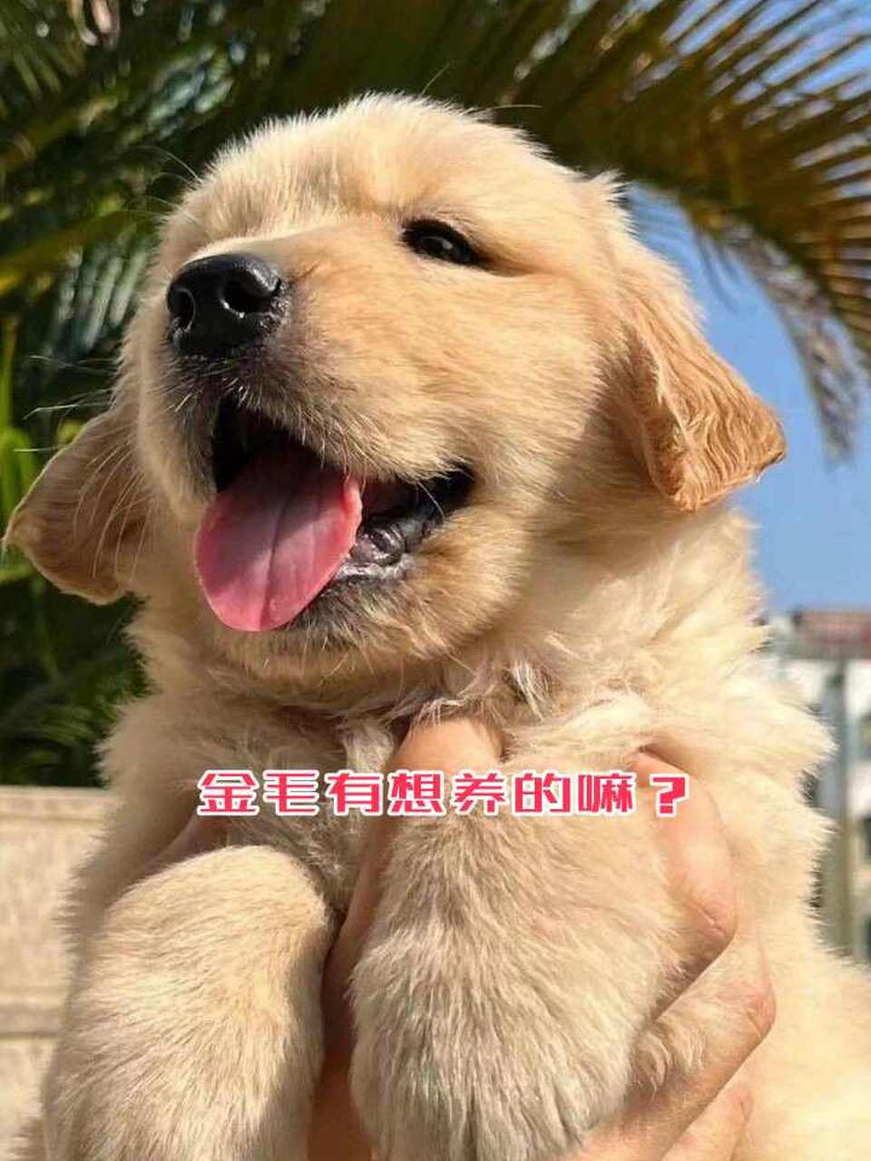 如果你想养金毛,需要做好充分的准备,包括购买适合金毛的食品,定期带