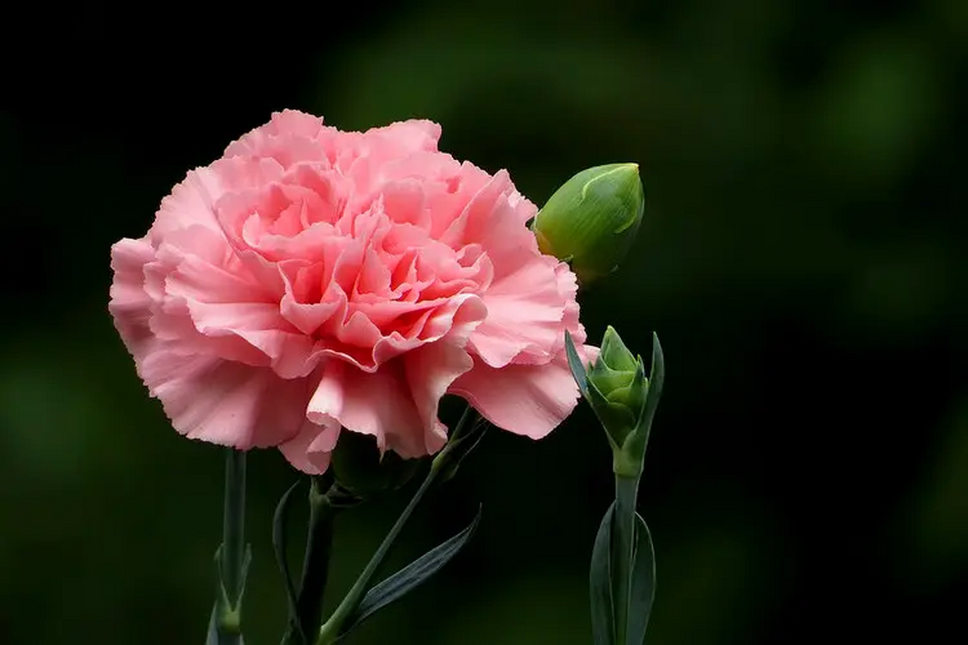 康乃馨有多种花色,不同花色的康乃馨代表的花语会略有差异,具体如下1
