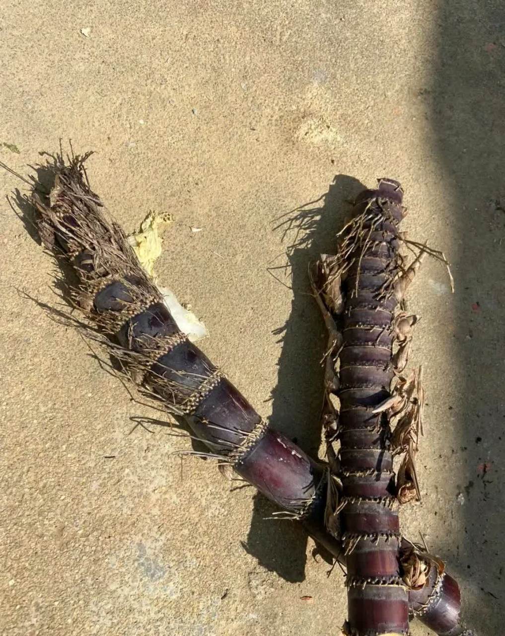 吃完这根甘蔗,还剩下多少颗牙齿?[大笑][大笑]#搞笑