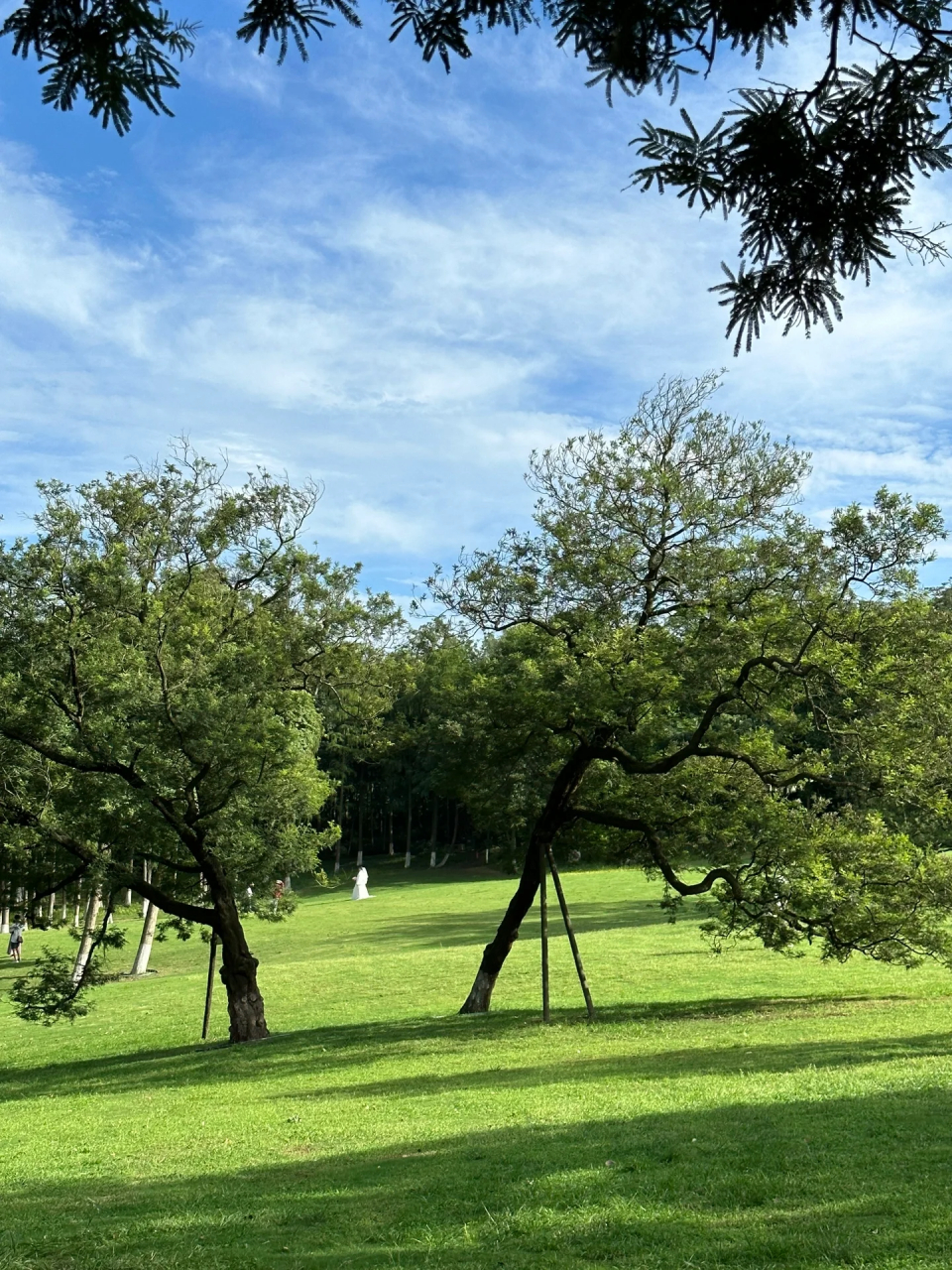 多接触大自然  好喜欢成都植物园里的这个绿色大草坪 随便拍拍都好看