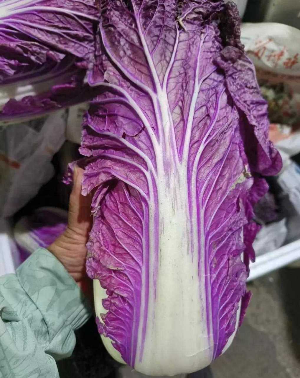 第一次买到紫色白菜,红色菠菜,如今真是啥啥色菜都有[偷笑]