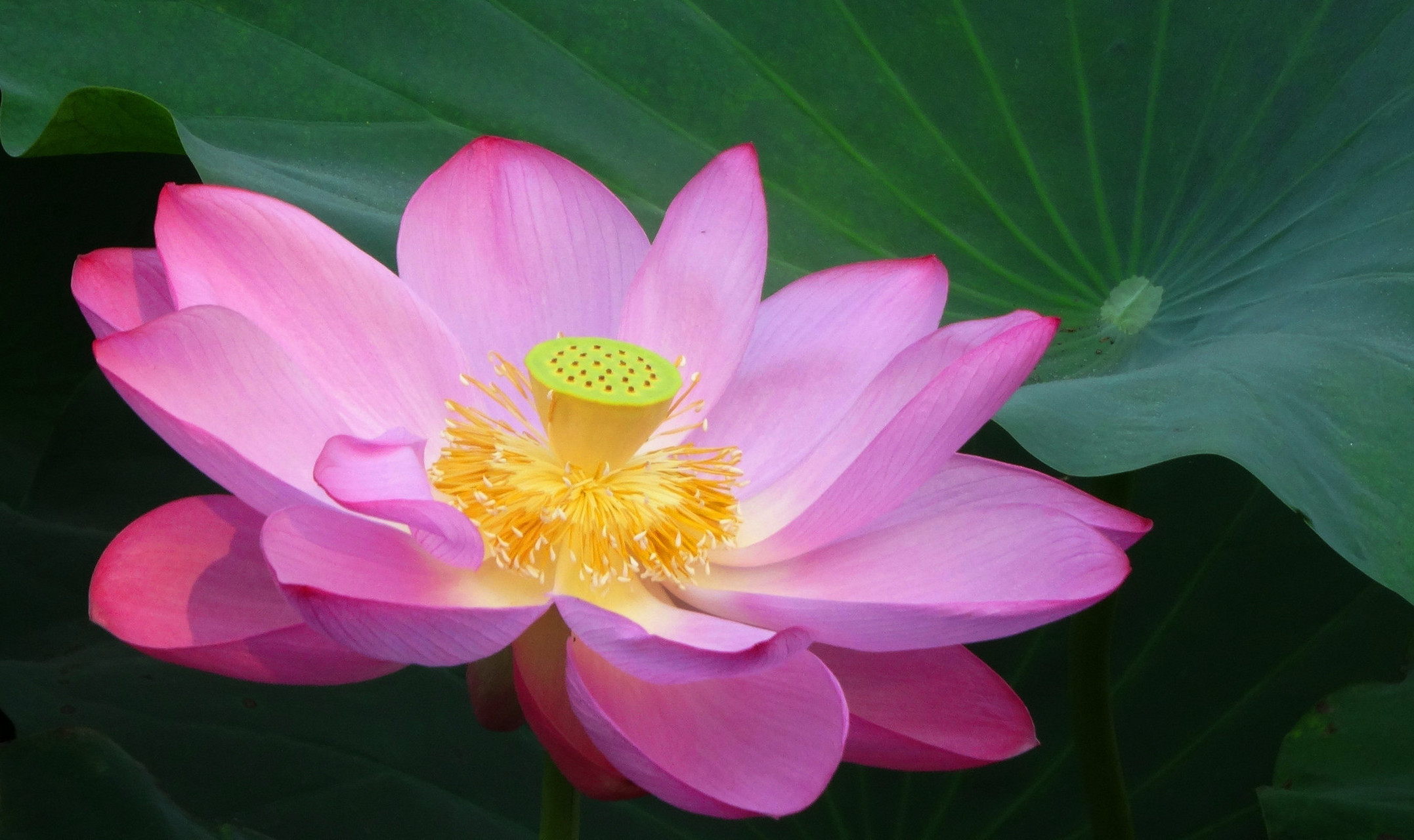 修心, 便是修自己的起心动念.