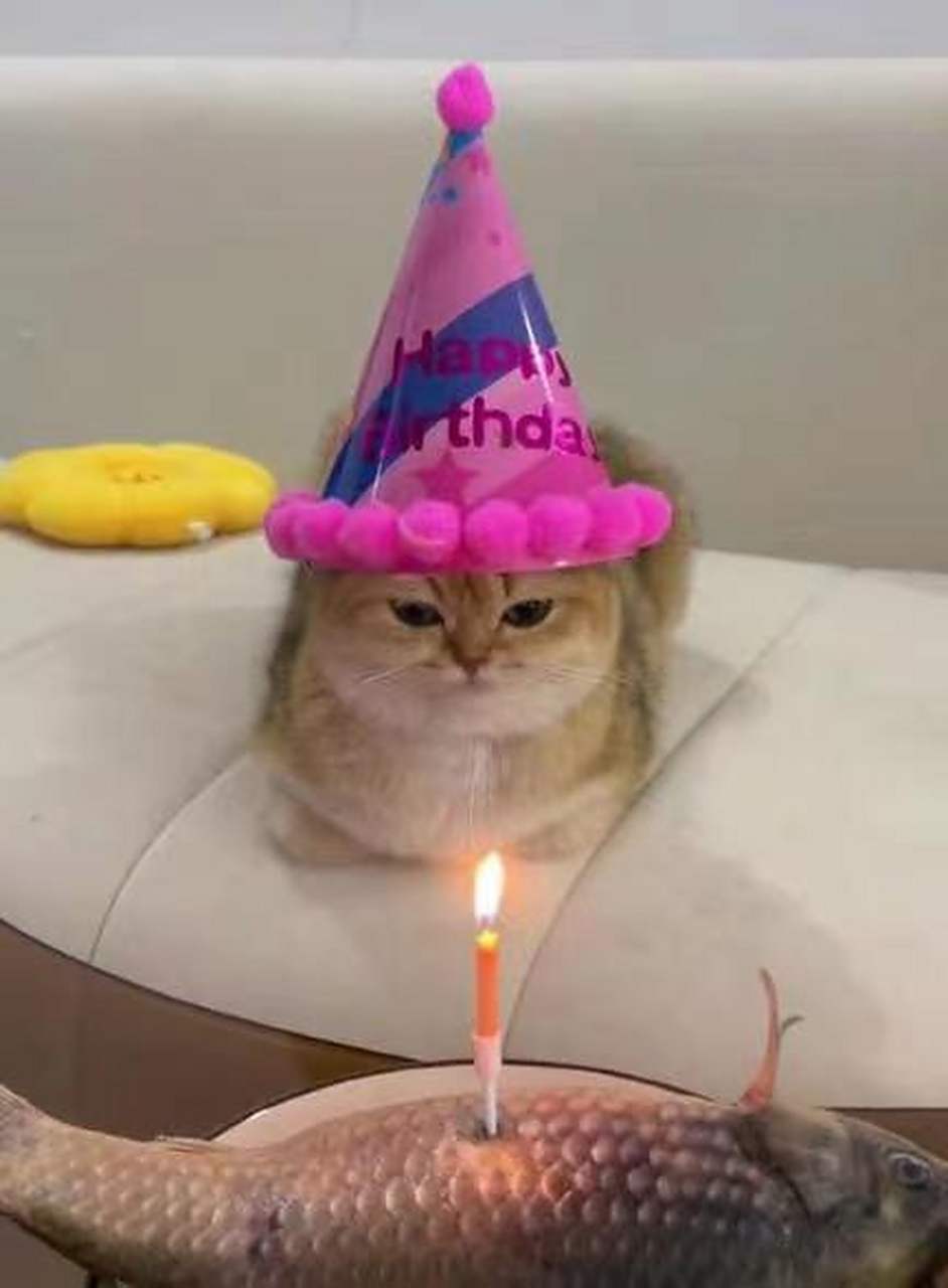给我家猫咪过生日了