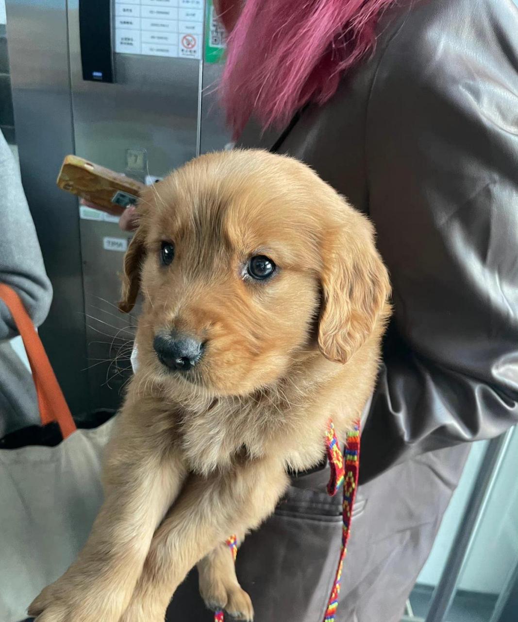 电梯遇到带狗上班的女孩,狗子才三个月大,奶声奶气!