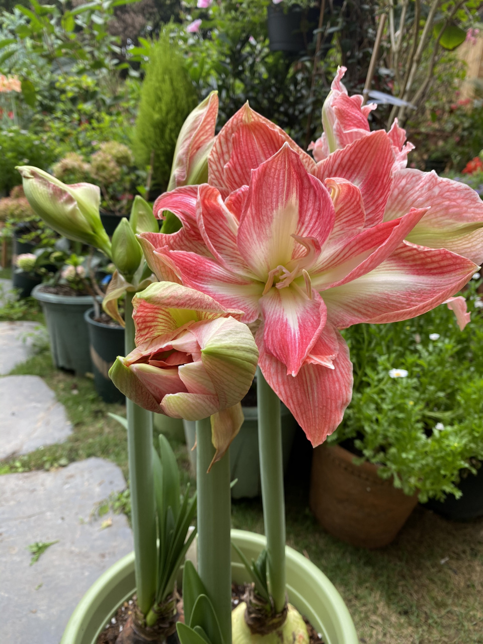 朱顶红:漂亮女神 花朵硕大,花瓣厚实,株型健壮, 瓣花好加上特有的条纹
