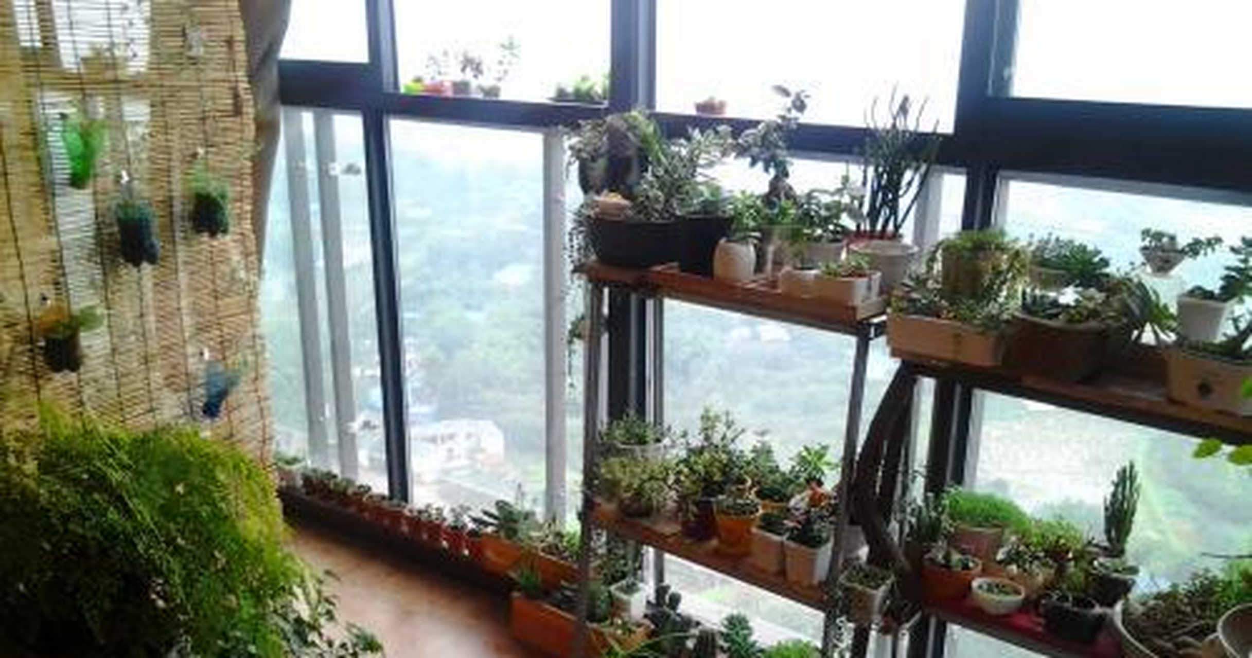 百万心的另外一个名字叫做千万心,其实就是一种藤本植物,由于长势十足