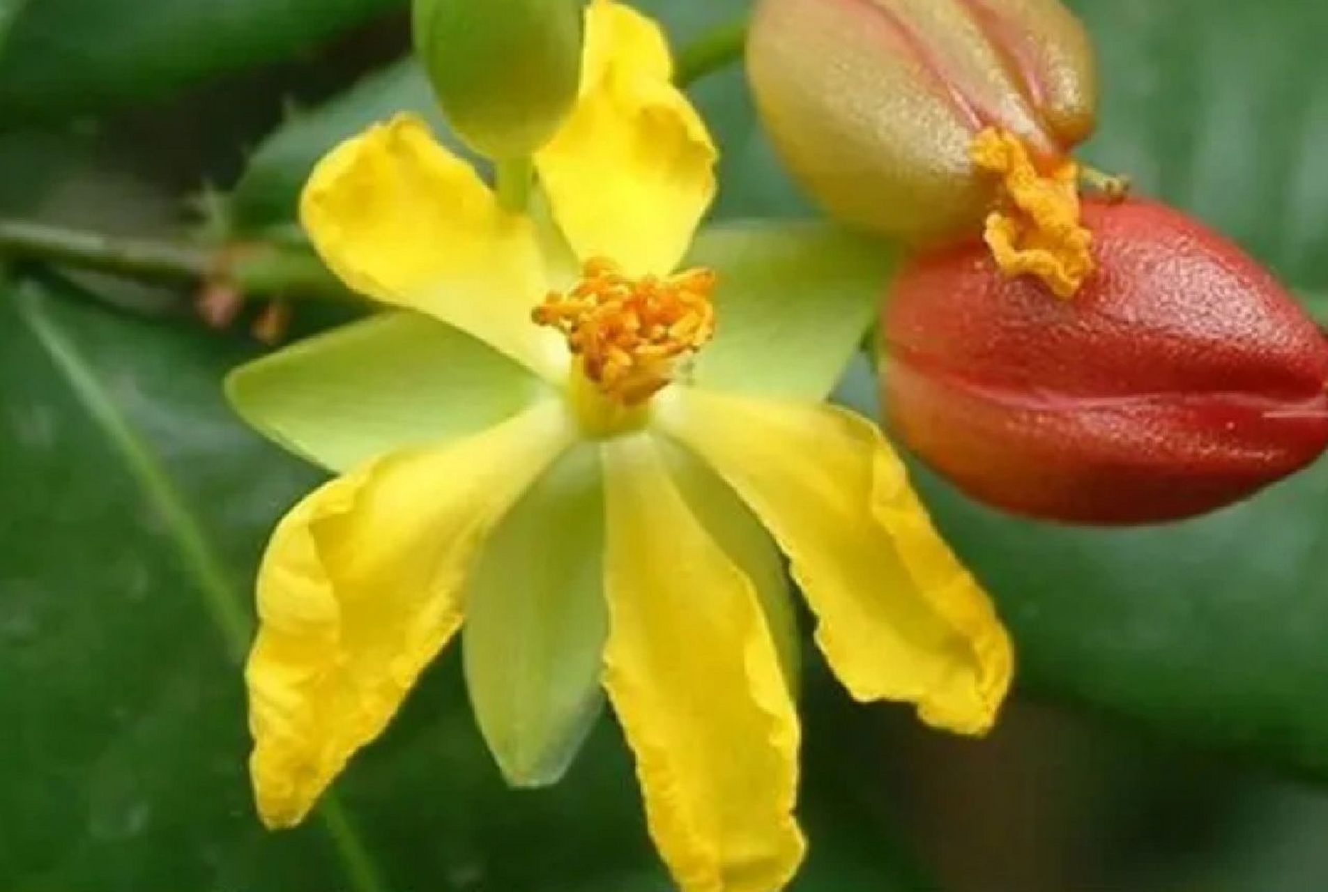 像不像米老鼠 桂叶黄梅 常绿灌木植物 树干修长,树皮褐色,枝叶较稀,叶