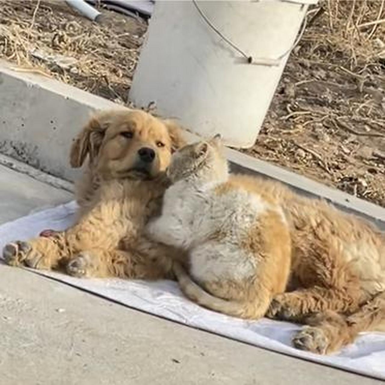 流浪猫狗现状图片