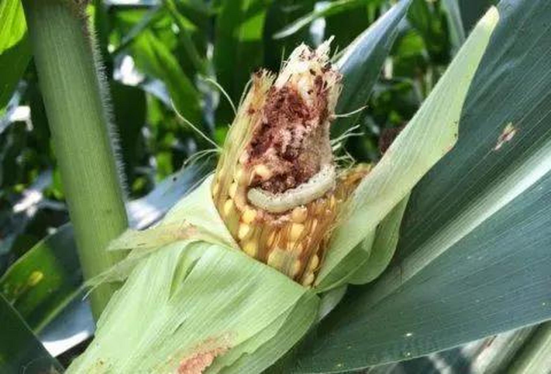 防治玉米病虫害的绿色技术研究  玉米作为世界上重要的粮食作物之一