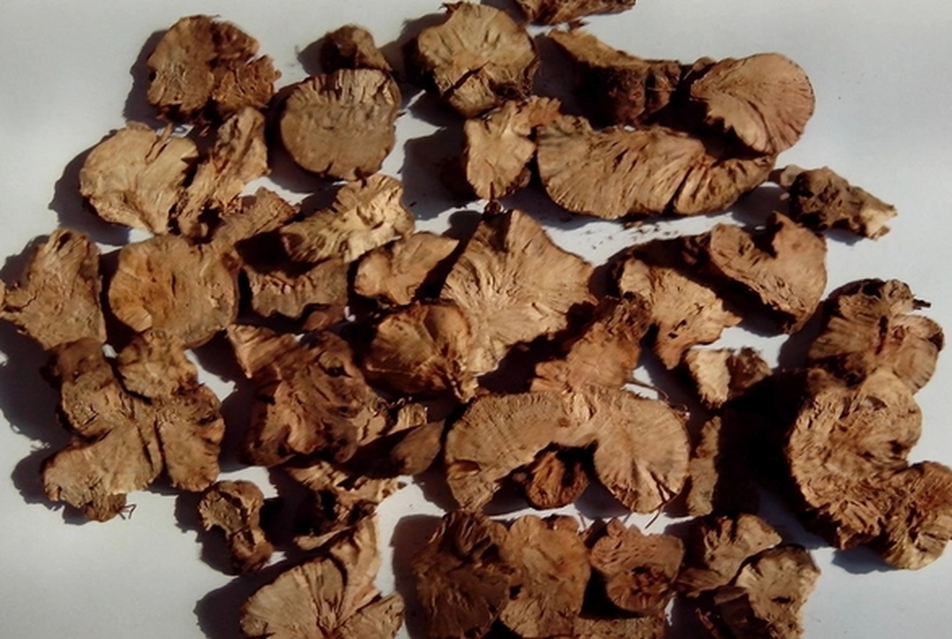 中药金荞麦功效解析:清热解毒,排脓祛瘀【仅供参考】  中药金荞麦:性