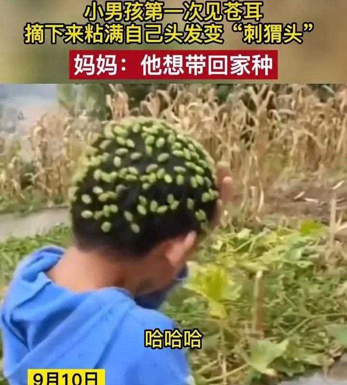 苍耳子粘头发图片