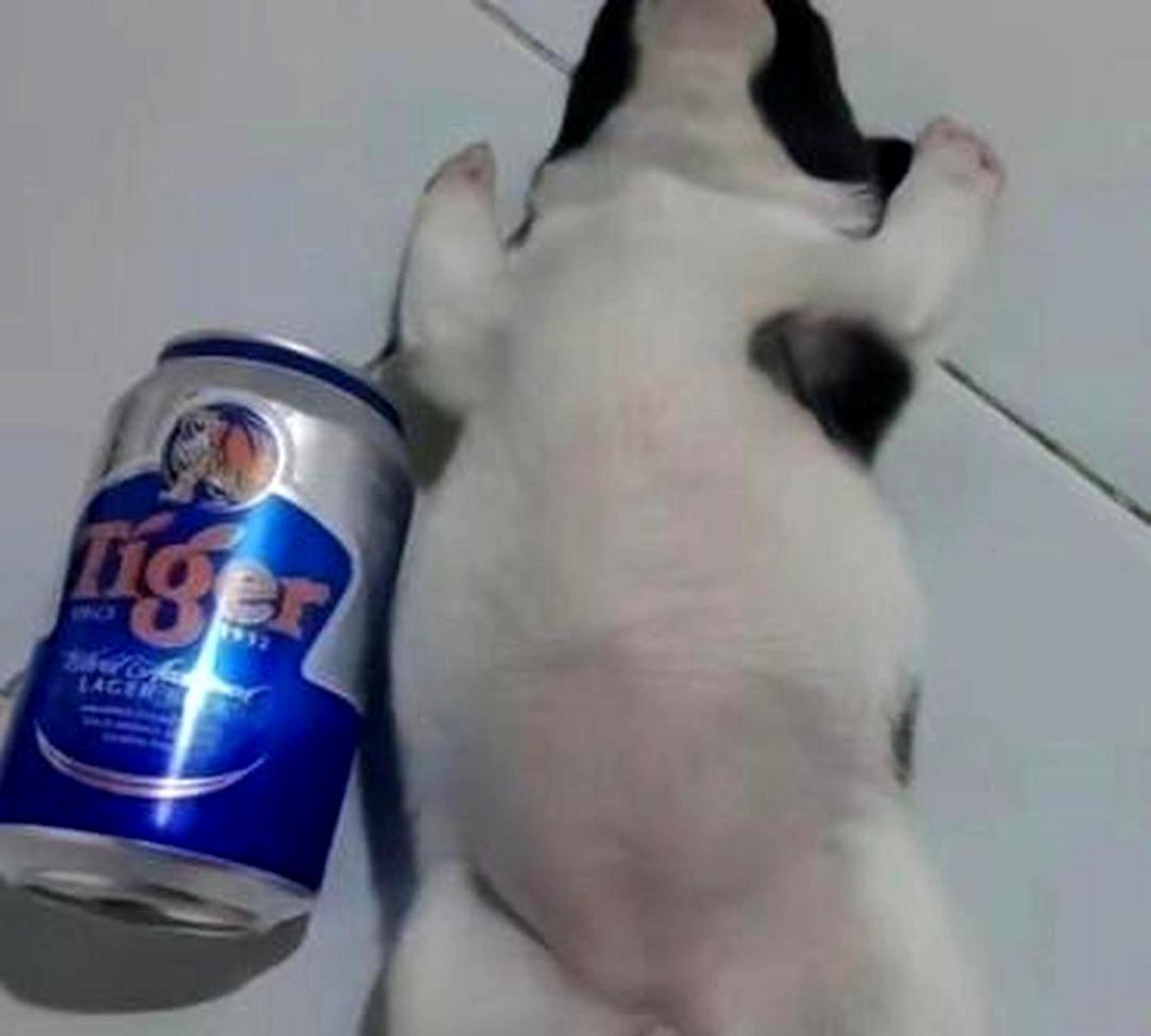 你看过喝醉的猪吗?