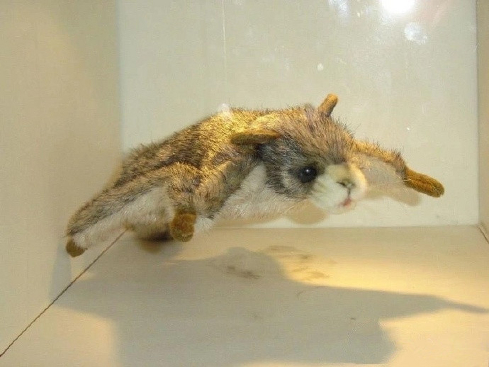 世界上最早的能够飞行的哺乳动物——远古翔兽(volaticotherium