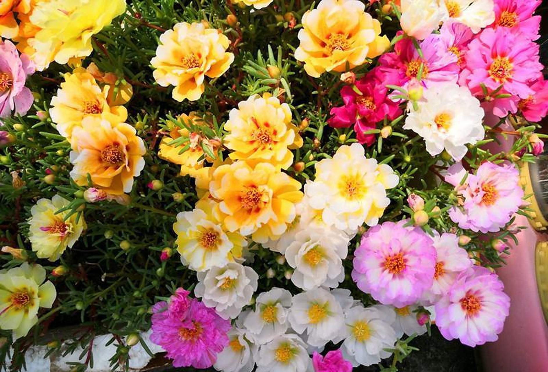 太阳花的大花重瓣品种——松叶牡丹,早晚闭,午时开,给点光照,就花开不