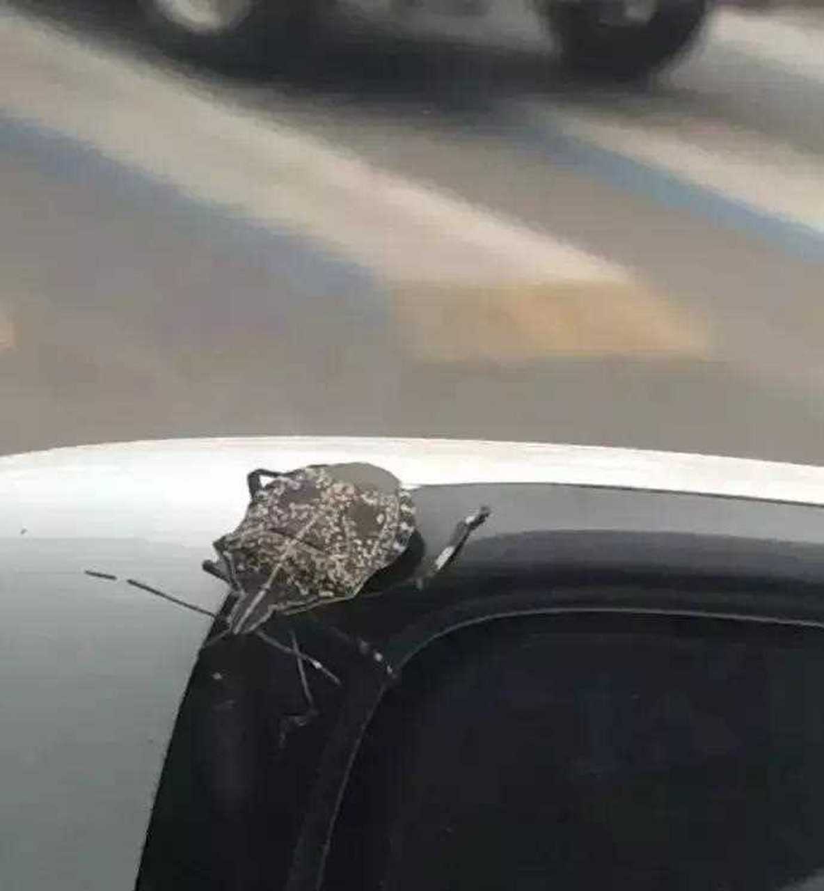 这把花大姐都给油炸了