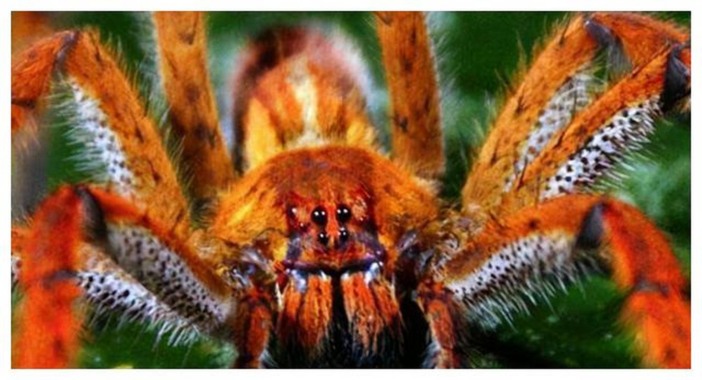 世界上最毒蜘蛛 巴西漫游蜘蛛